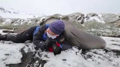 🔥 A young elephant seal inspecting a wildlife photographer 🔥