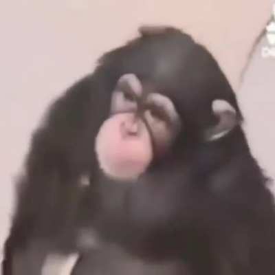 Mono caga y baila mono caga y baila🤣🤣🤣🤣🤣🤣🤣🤣🤣🤣🤣🤣🤣🤣🤣🤣🤣🤣🤣🤣🤣🤣🤣🤣🤣🤣🤣🤣🤣🤣🤣🤣🤣🤣🤣🤣🤣🤣🤣🤣🤣🤣🤣🤣🤣🤣🤣🤣🤣🤣🤣🤣🤣🤣🤣🤣🤣🤣🤣🤣🤣🤣