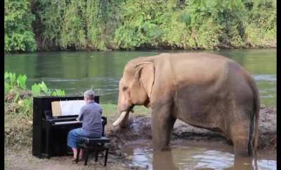 Rescue Elephant enjoying some Piano music
