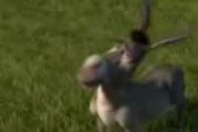 Arabic Shrek spitting straight fax ngl الإبا<wbr>حية على الإنت<wbr>رنت