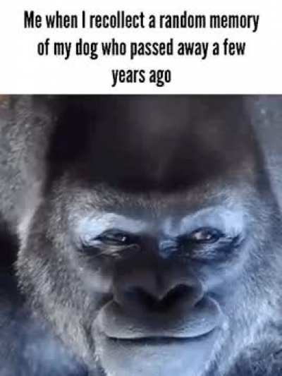 He was a good boi. Miss him everyday.
