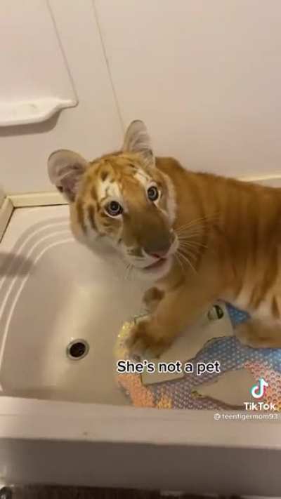 Kitty won't leave