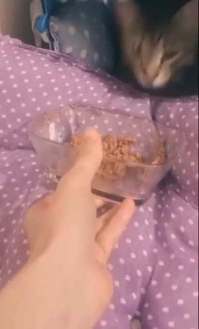 Food-driven kitty