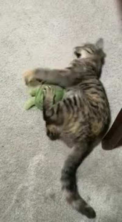 Vicious attack on a sea turtle by an outlaw! (Warning: graphic content)