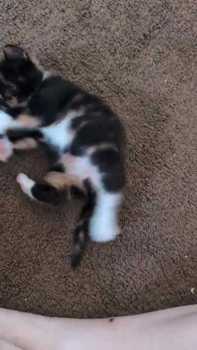 Gizmo learning to play 😍