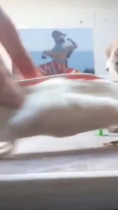 WTF