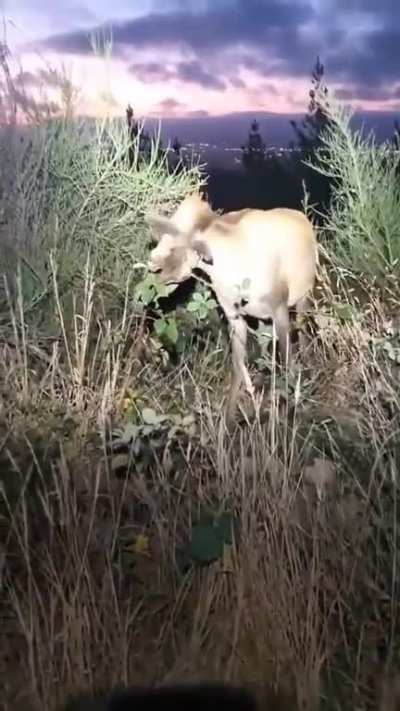 Deer with a broken neck emerges from the bush