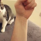 cat wasn’t takin anymore of it