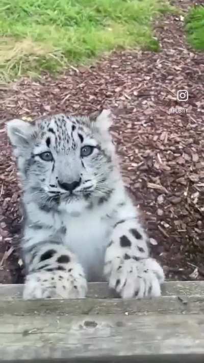 3 month old snow leopard says hello