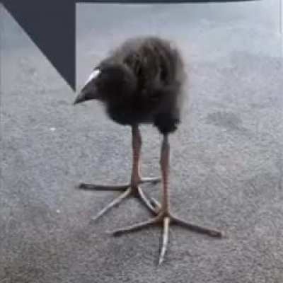 Birb