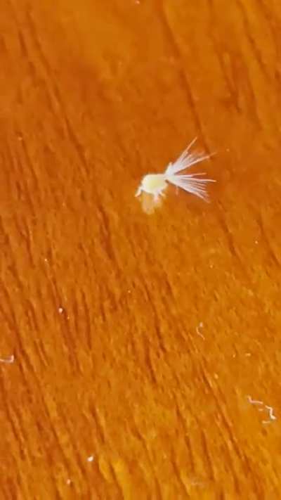 Who is this adorably fierce little dude in Soley, Costa Rica? Wait for it…