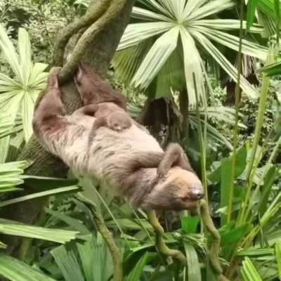 🔥 Mama sloth holding on to a tree with her legs for a nap