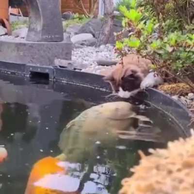 Good kitty