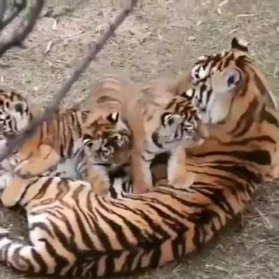 Tiger cubs annoying mom