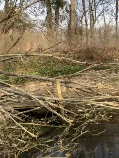 a big tree fell on the jetty by our pond (the thing I said in German means „you can’t even pass it“)