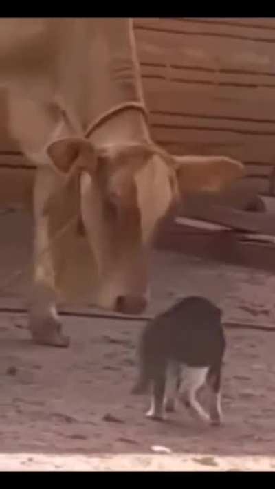 ONE PUNCH CAT !