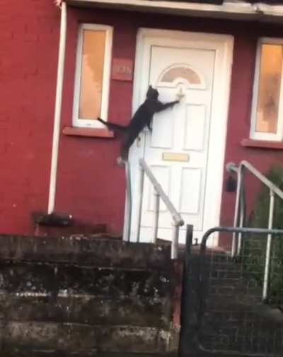 Cat coming home