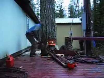 tree cut down to fall exactly between two buildings