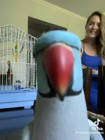 Birb kisses to make your day