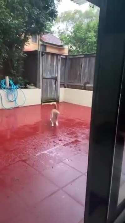 Poor kitty