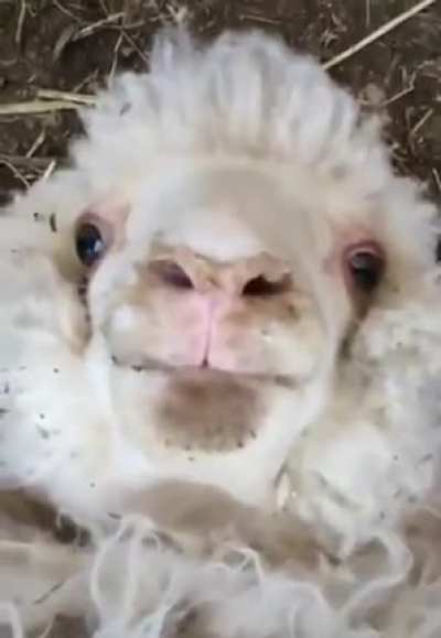 Little Lamb