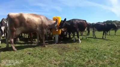 Cow brush being installed.