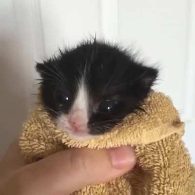 miau