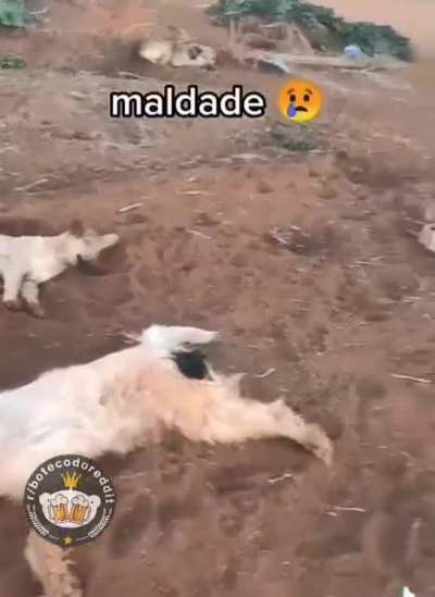 Meu Deus que maldade 😭