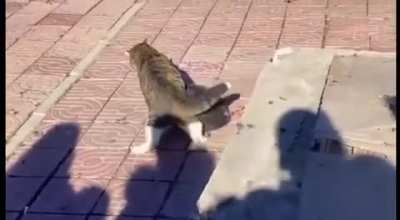 有什么比看猫猫打架还重要的事吗？
