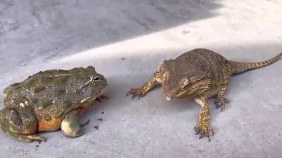 Feeding a African bullfrog and bearded lizard