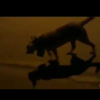 Creen que ese perro la esté pasando bien ?