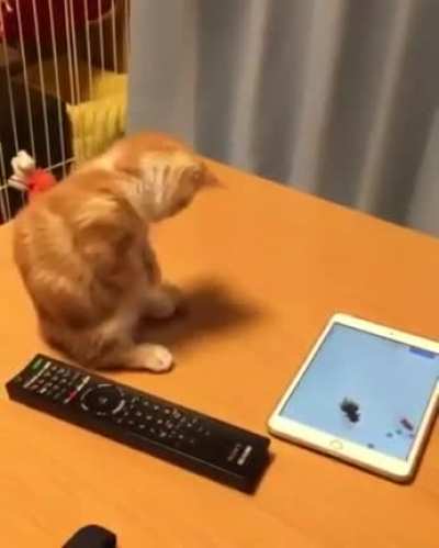 Catching the fishy