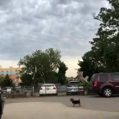 Run in opposite directions to see who your dog loves more..