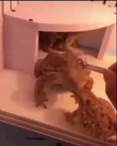 🐸😋