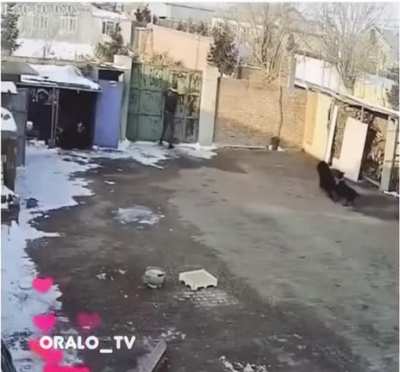 Chill bro, the dogs wanted to show you the door only 😂😂😂