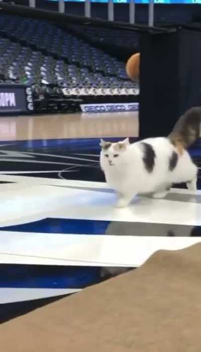 Prancing kitty