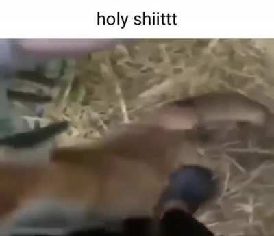 Petting the scrunkly