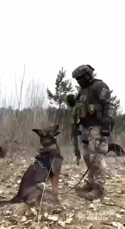 A Ukrainian K9 German Shepherd fighting the Russians
