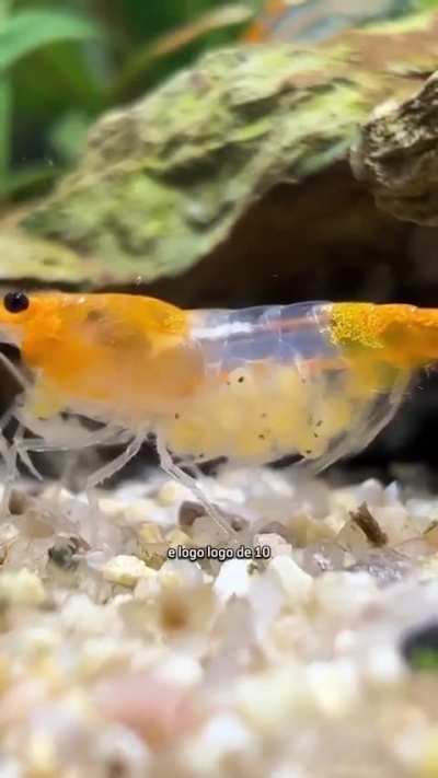Fofo
