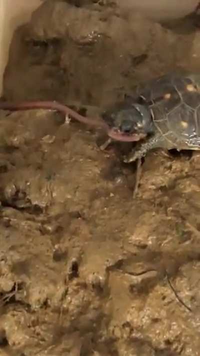 Just a baby turtle eating a worm