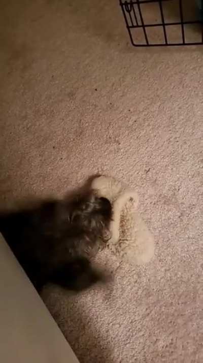 If you drop anything on the floor beside the bed my dog claims it.