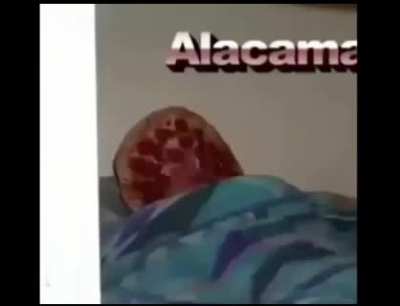 ALACAMA