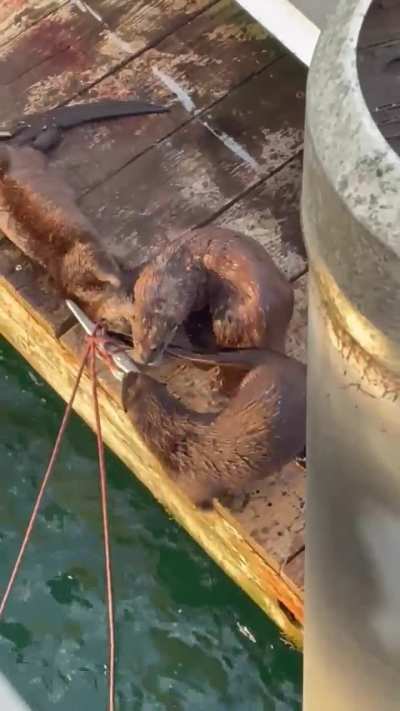 Otters