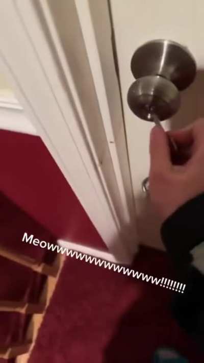 Gatos...