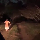 A floresta mágica