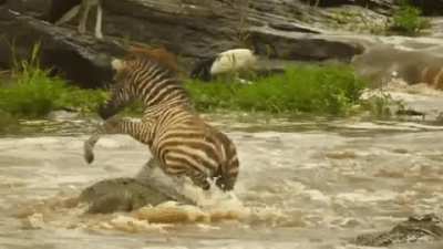 🔥 Young zebra not paying much attention to where it steps
