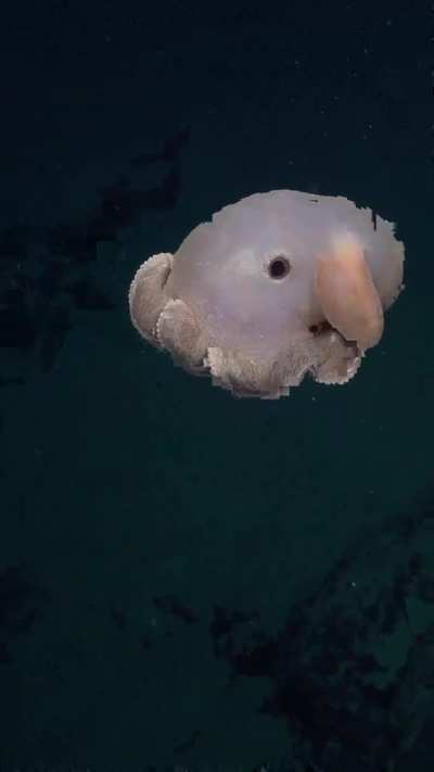 🔥Grimpoteuthis is a genus of pelagic cirrate (finned) octopods known as the dumbo octopuses