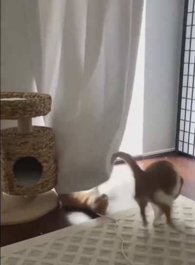 Played with the curtain and lost