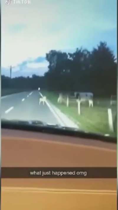 Deer in the road, cow in the field. The age old duo.