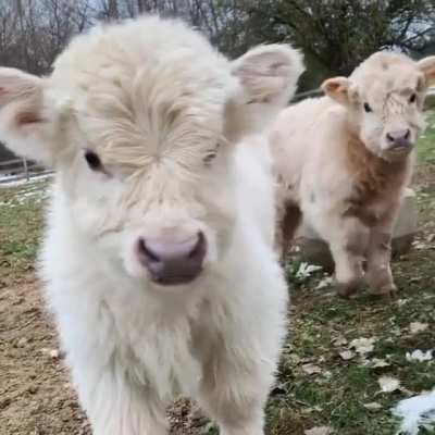 So fluffy, so cuddly